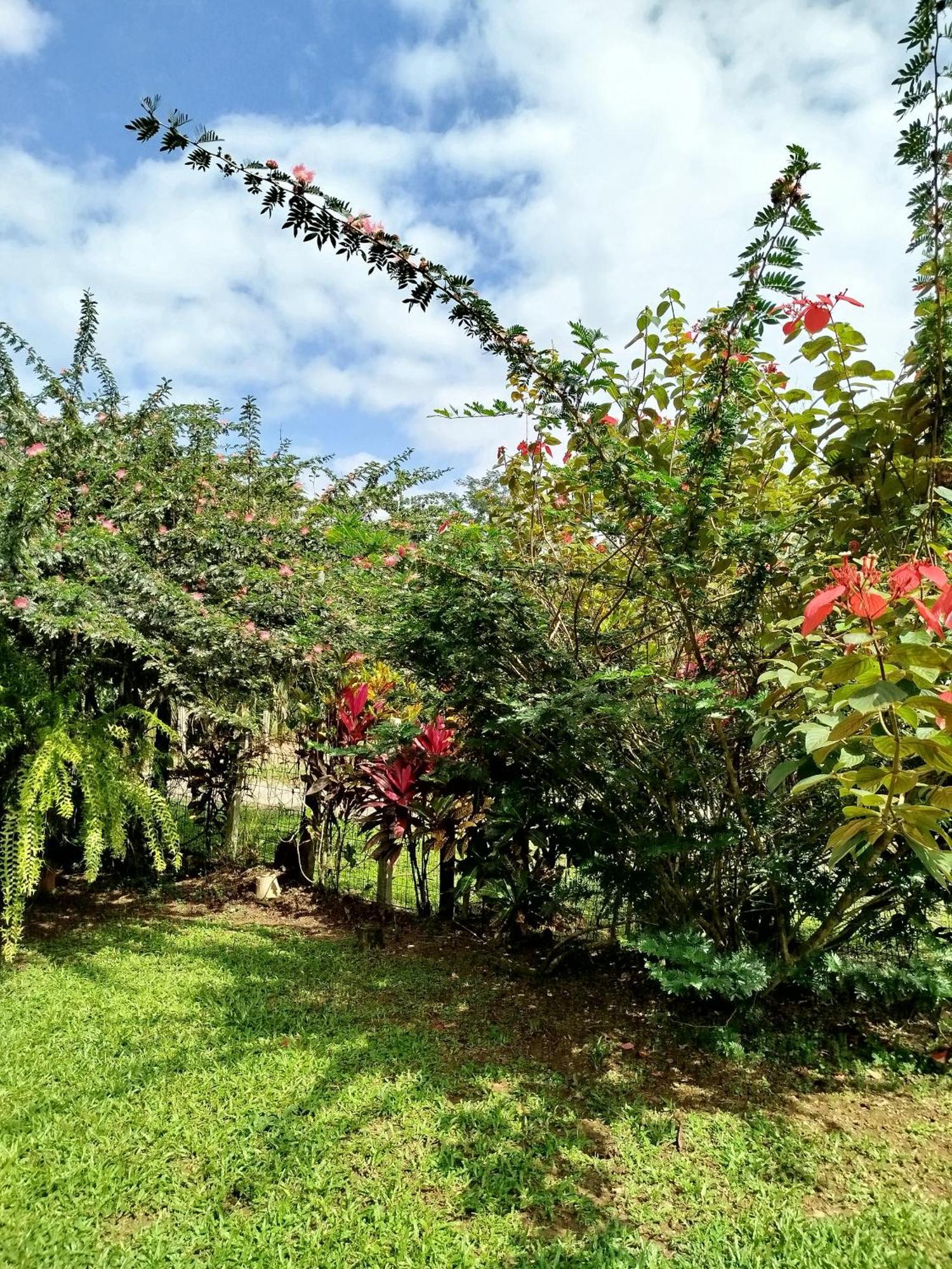 Paraiso Verde Siqurres Da Alegria Phòng bức ảnh